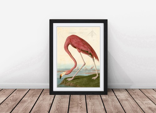Pink flamingo detaield drawing - flamingo,