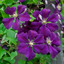 Clematis ‘Etoile Violette’