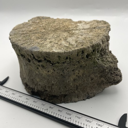Huge fossilized whale - huge,