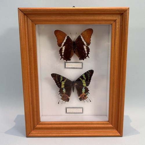 Vintage taxidermy butterfly - taxidermy,