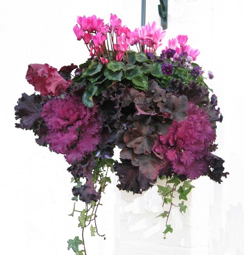 Hanging baskets box - of, 2,