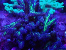 Bird of Paradise Seriatopora