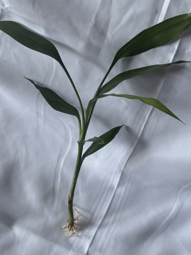 Lucky bamboo plant rooted - ,