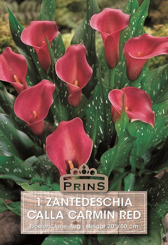 Zantedeschia aethiopica - zantedeschia,