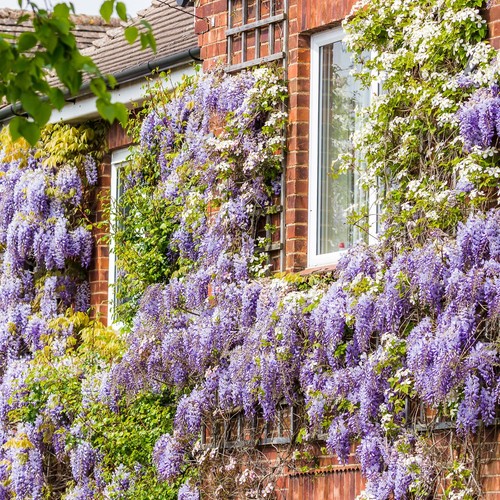 Wisteria amethyst falls plant - amethyst,