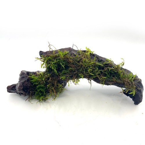 Java moss small - java, on