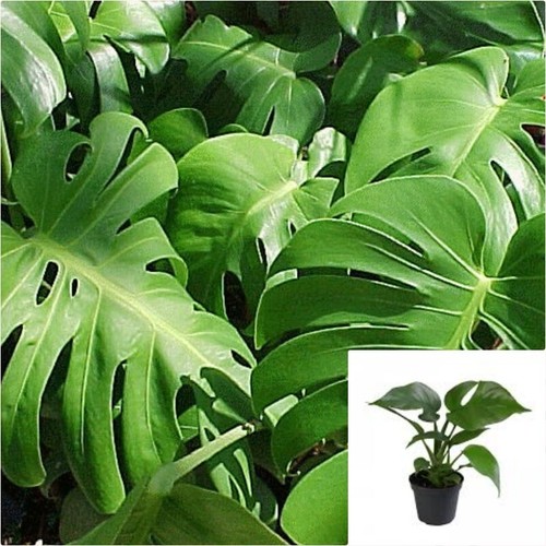 Monstera deliciosa lacy tear - monstera,