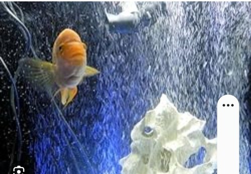 Seachem american cichlid - cichlid, salt