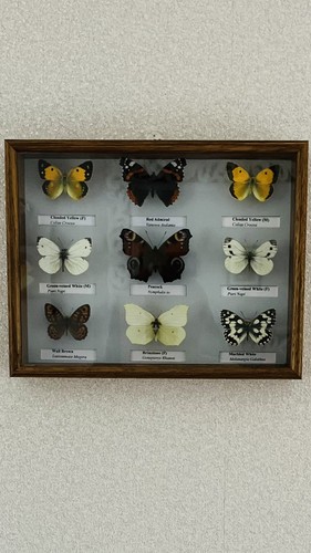Framed collection - framed,