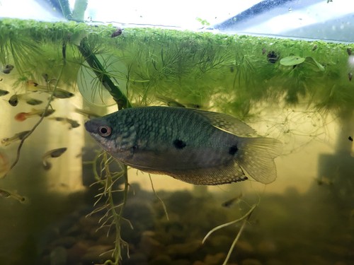Pack blue gourami live - 4-pack,