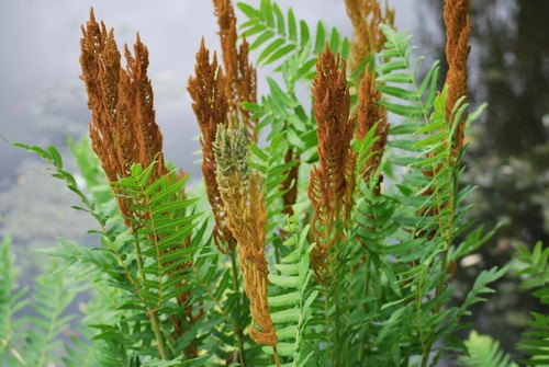 Giant fern royal osmunda - fern, (royal