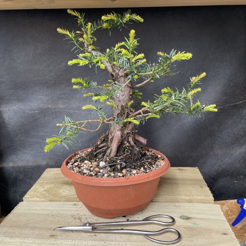 Yew bonsai evergreen - yew,
