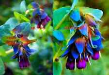 Gibraltar Pride Blue Shrimp Cerinthe Major Seeds