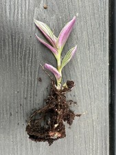 2x Pink Tradescantia Sweetness