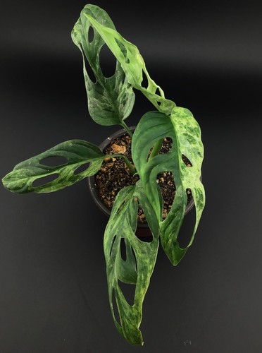 Monstera adansonii variegated - monstera,