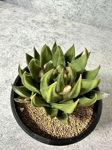 Raresucculent plant ariocarpus - plant,