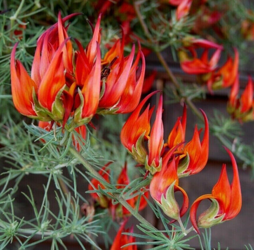Parrot beak flower parrots - flower,