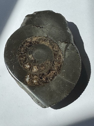Yorkshire ammonite fossil - yorkshire,