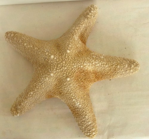 Natural dried starfish - natural,