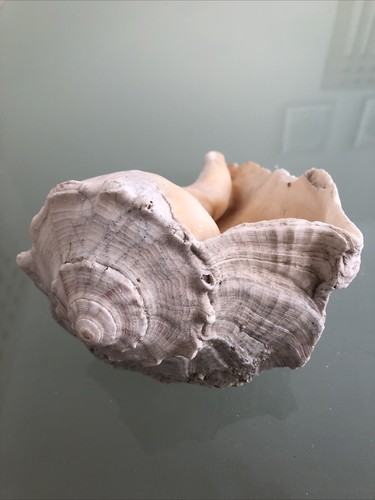 Large 18cm lefthand - , whelk