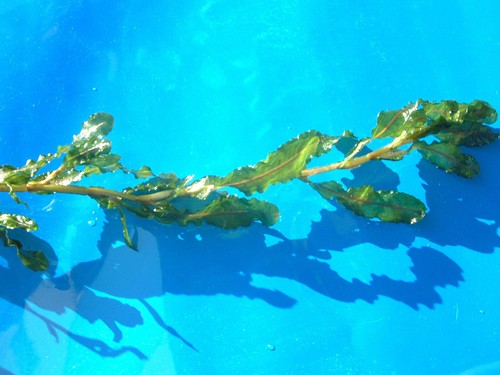Long curly pondweed pond - pondweed,