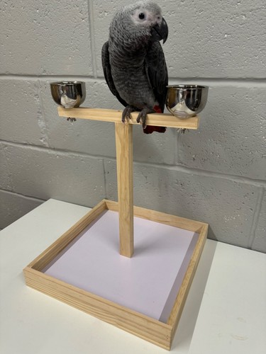 Parrot supplies small - parrot-supplies,