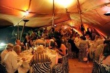 Zebra and leopard - zebra,