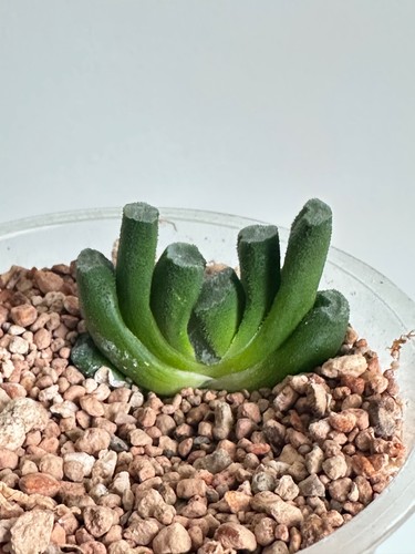 Haworthia truncata unusual - truncata,,