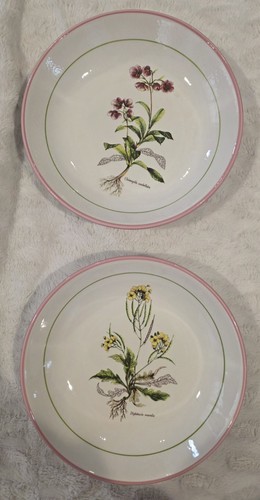 2pc primula 25in - primula, floral
