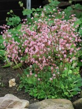 Saxifraga “London Pride”