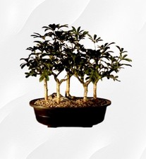 Arboricola Schefflera Hawaiian