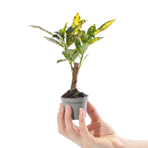 Baby gold dust croton - baby,