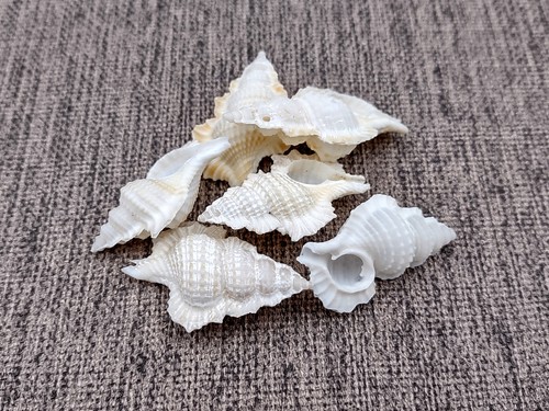 Maple leaf frog seashells - maple,
