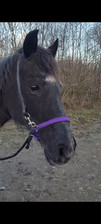 Bitless Bridle Attachment. Purple Converts Yr Bridle To Bitless! Full Size 