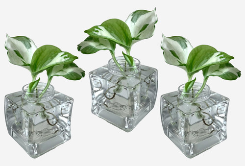 Wedding table centrepieces - table,