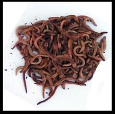 Worms for Fishing or Compost Bin (500g.....250 worms approx)