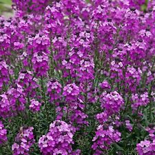 Erysimum Bowles Mauve in 13cm