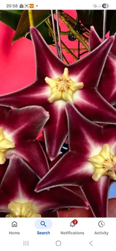 Hoya stenaokei dark rare - stenaokei, dark,