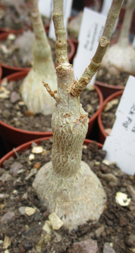 Ficus petiolaris rock fig - fig',