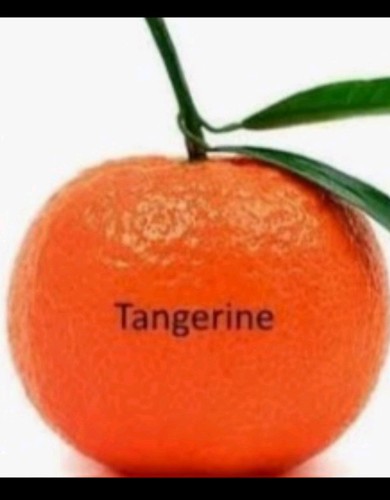 Young tangerine fruit - young,