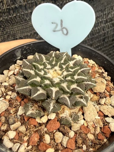 Ariocarpus kotschoubeyanus - ariocarpus,