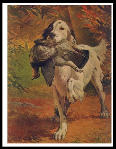 English setter and bird - setter, dog