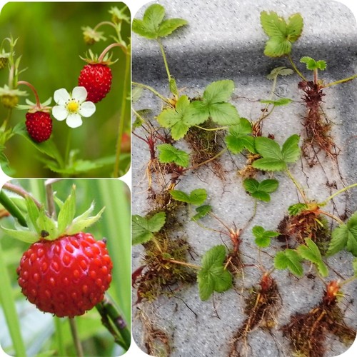 10x alpine wild strawberry - alpine,