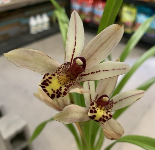 Cymbidium prapuy luang - luang, pakkret