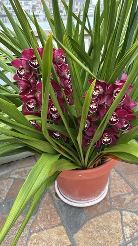 Red cymbidium bulbs - red, cymbidium,