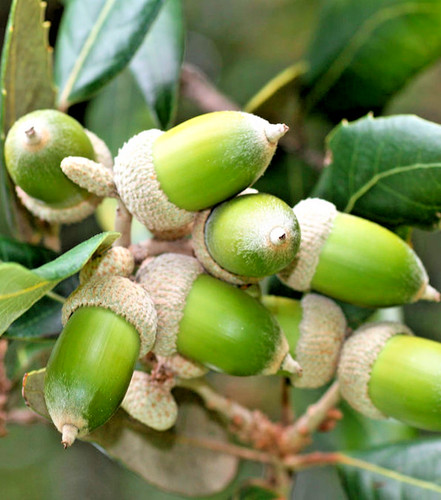 Quercus ilex holm oak - ilex, oak/