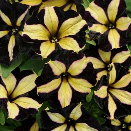 Black yellow petunia seeds - petunia,