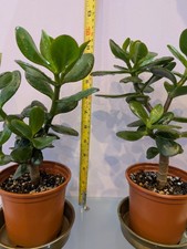 2 X Crassula Ovata Succulent