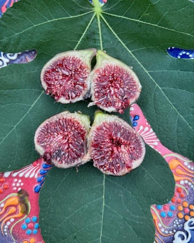 Galicia negra fig tree - negra,