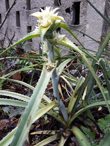 Minas gerais bromeliad - minas,